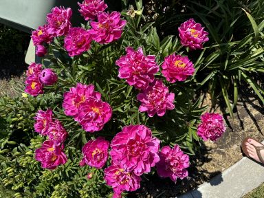 Karl Rosenfield Potted Peony, 2-3 Eye, Trade Gallon Container, (0.667 gallons of dirt)